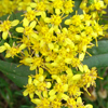 Solidago caesia 
