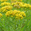 Solidago graminifolia 
