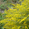 Solidago rugosa Fireworks