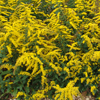 Solidago sphacelata Golden Fleece