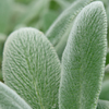 Stachys Silver Carpet