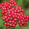 Achillea millefolium Paprika