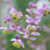 Thalictrum rochebrunianum 