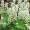 Tiarella cordifolia 