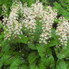 Tiarella cordifolia Brandywine