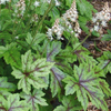 Tiarella Elizabeth Oliver