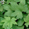 Tiarella cordifolia var. collina Oakleaf