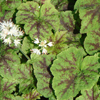 Tiarella cordifolia Running Tapestry