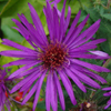 Aster novae-angliae Purple Dome