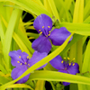 Tradescantia Sweet Kate