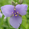 Tradescantia ohiensis 