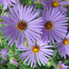 Aster oblongifolius October Skies