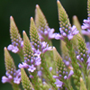 Verbena hastata 