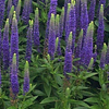 Veronica spicata Royal Candles Glory