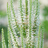 Veronicastrum virginicum 