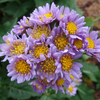 Aster tataricus Jindai