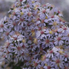 Aster cordifolius Avondale