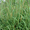 Andropogon gerardii 