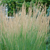 Calamagrostis × acutiflora Karl Foerster