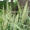 Calamagrostis brachytricha 