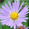 Aster Wood's Blue