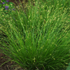 Carex appalachica 
