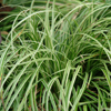 Carex Silver Sceptre