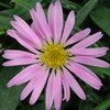Aster Wood's Pink