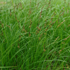 Carex pensylvanica 