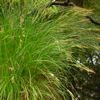 Carex stricta 