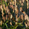 Chasmanthium latifolium 