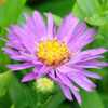 Aster Wood's Purple