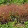 Eragrostis spectabilis 