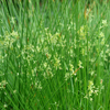 Juncus effusus 