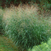 Panicum virgatum 