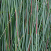 Schizachyrium scoparium 