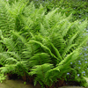 Athyrium filix-femina 