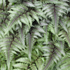 Athyrium niponicum var. pictum 