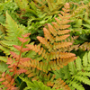 Dryopteris erythrosora Brilliance