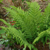 Dryopteris goldiana 