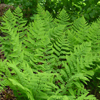 Dryopteris marginalis 