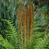 Osmunda cinnamomea 