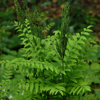 Osmunda regalis var. spectabilis 