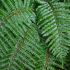 Polystichum polyblepharum 