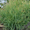 Carex laxiculmus Bunny Blue® HOBB
