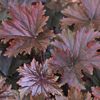 Heuchera villosa Bronze Wave