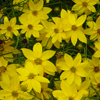 Coreopsis verticillata 
