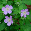 Geranium maculatum 