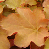 Heuchera villosa Caramel