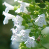 Calamintha nepeta ssp. glandulosa White Cloud